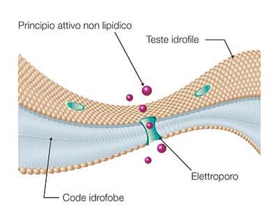 Elettroporazione